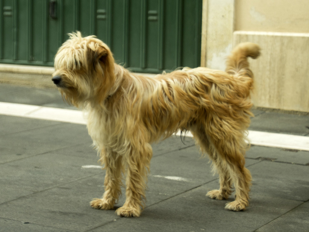 dog1