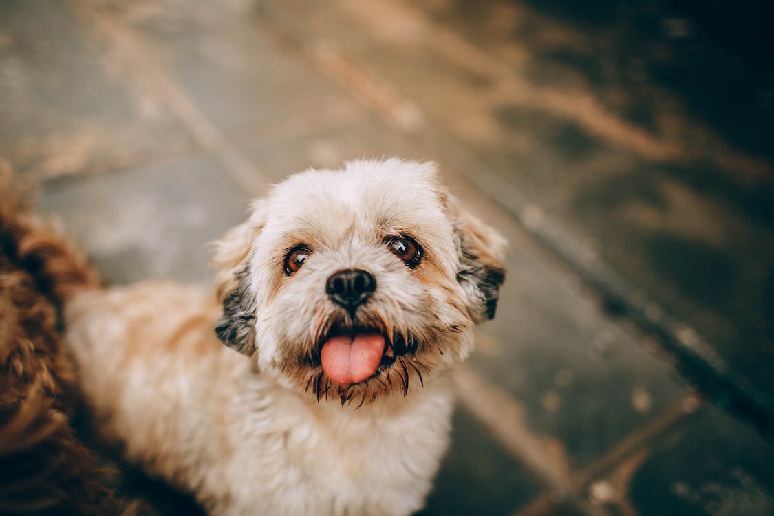 dog3